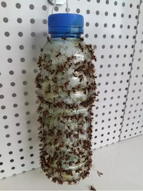 瓜果實(shí)蠅誘粘劑