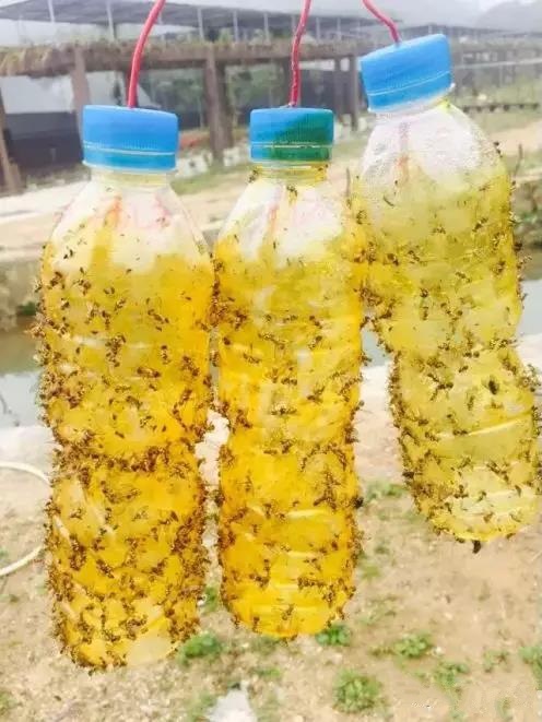 瓜果實(shí)蠅誘粘劑