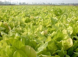 經(jīng)過太陽能殺蟲燈防治后的白菜