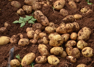 經(jīng)過太陽能殺蟲燈防治后的馬鈴薯