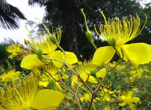 經(jīng)過(guò)太陽(yáng)能殺蟲(chóng)燈防治后的金銀花