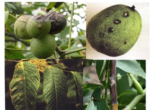 遭受蟲害的核桃圖片