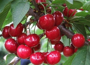 經(jīng)過殺蟲燈防治后的櫻桃