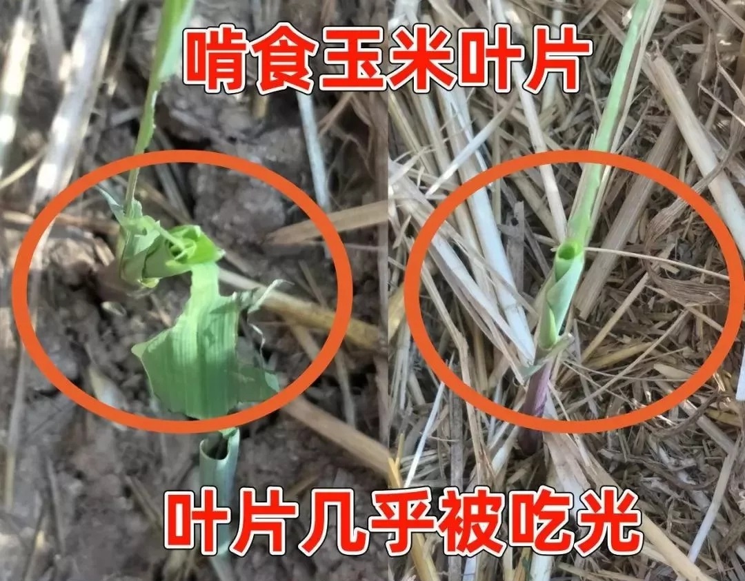 �ݵ�؝ҹ���Σ��