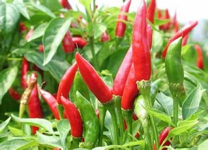 經(jīng)過太陽能殺蟲燈防治后的辣椒