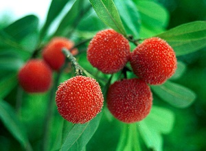 經(jīng)過太陽能殺蟲燈防治后的楊梅