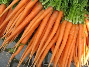 經(jīng)過殺蟲燈防治后的胡蘿卜