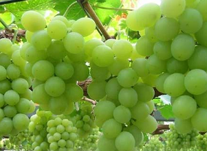 經(jīng)過太陽能殺蟲燈防治后的葡萄