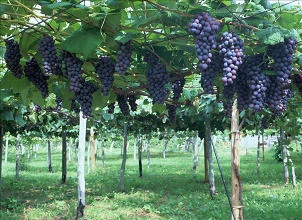 經(jīng)過太陽能殺蟲燈防治后的葡萄