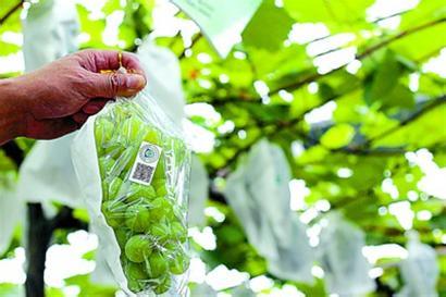 農(nóng)產(chǎn)品質(zhì)量安全追溯系統(tǒng)