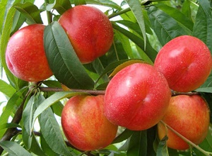 經(jīng)過(guò)太陽(yáng)能殺蟲燈防治后的油桃